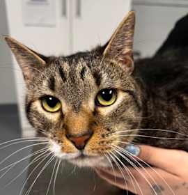 Photo of Smokey Pokie