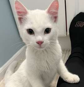 Photo of Baby, Brody & Buddy