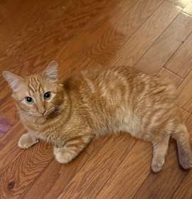 Photo of Fuego (Manx mix)