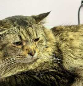 Photo of Ether (bonded to Sonic)