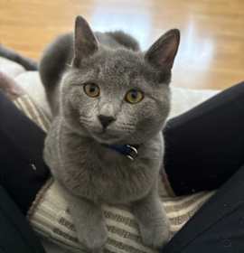 Photo of Alice Brady