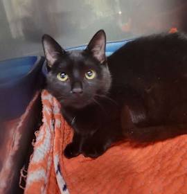 Photo of Kitten Beagle