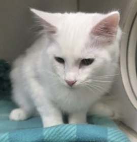 Photo of Snowflake - ADOPTED