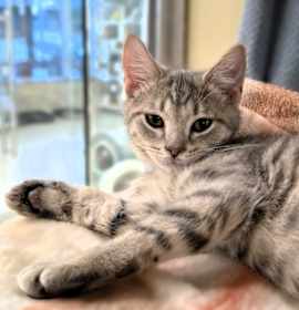 Photo of C25-239 Gingerbread