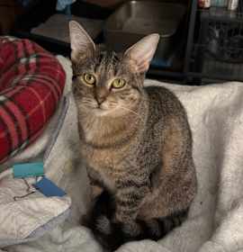 Photo of Catori - mc5407