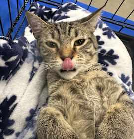 Photo of Maple - Litter 2 kitten 3 Male