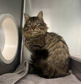 Photo of Lincoln Logs