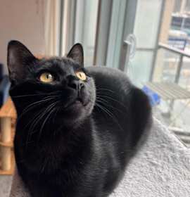 Photo of Mocha *MUST BE ADOPTED WITH MO