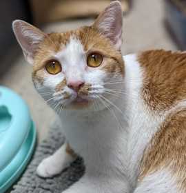 Photo of Leland - Available In Foster