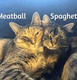 Photo of Meatball & Spaghetti - Bonded Sisters