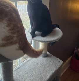 Photo of Kobi Daniels