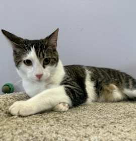 Photo of Rizzo(cat café)