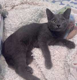 Photo of Thor A25-227