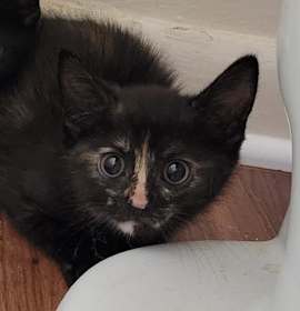 Photo of Nessie (and Gorgon)