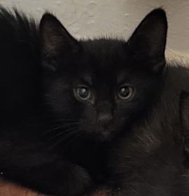 Photo of Gorgon (and Nessie)