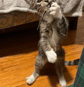 Photo of Bunny (bonded to Dust)