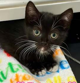 Photo of Tinkerbell (Tink)