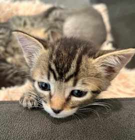 Photo of Axel (bonded with Sue Sue)