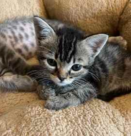 Photo of Sue Sue (bonded with Axel)