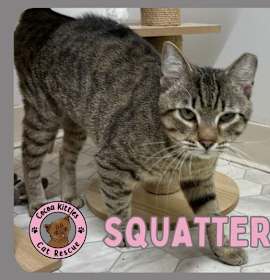 Photo of Squatter