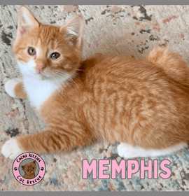 Photo of Memphis