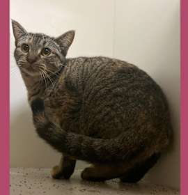 Photo of Cat Condo #19