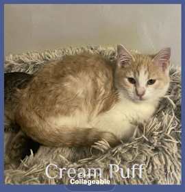 Photo of CREAM PUFF
