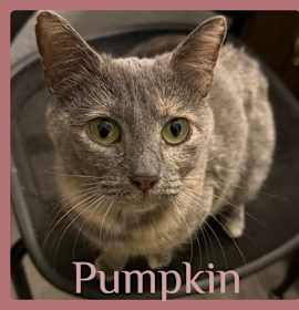 Photo of PUMPKIN