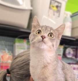 Photo of Lil' Whiskers