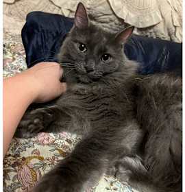 Photo of Foggy and Misty