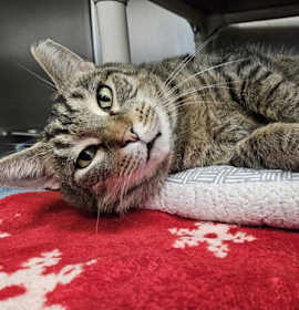 Photo of Sir Lancelot