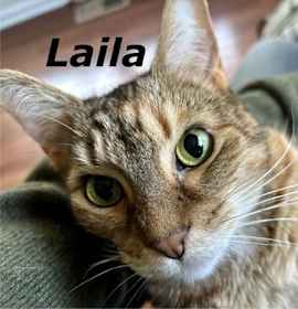 Photo of Laila