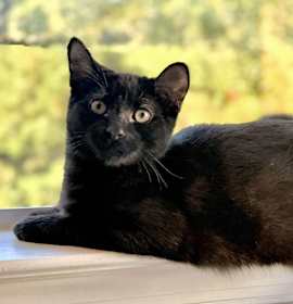 Photo of Chip - Bonded with Cocoa