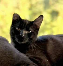 Photo of Cocoa - Bonded with Chip