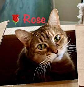 Photo of Rose