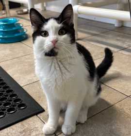 Photo of Confuzzle 25-1689