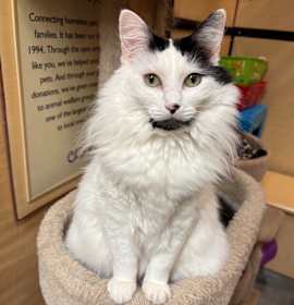 Photo of Basandere (aka Sandy)