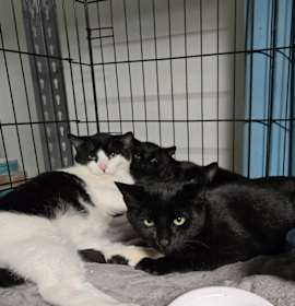 Photo of 2025-171 Pecan Pie