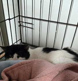 Photo of 2025-171 Raspberry Strudel