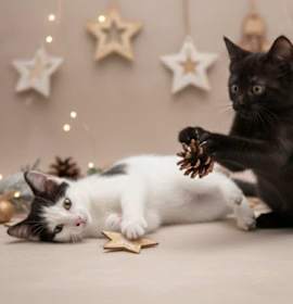 Photo of Lisa and Bart