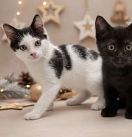 Photo of Bart and Lisa