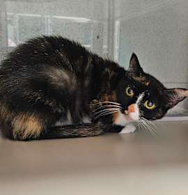 Photo of Morning Glory 