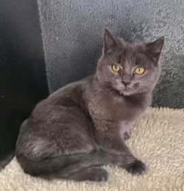 Photo of 6882 (Stratus)