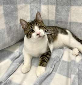 Photo of Cosmic Dorito