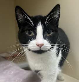 Photo of Waffles - Bonded W/ Pancakes