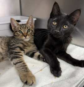 Photo of Jangle and Jingle BONDED