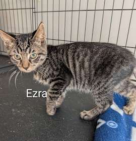 Photo of Ezra