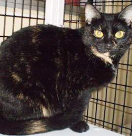 Photo of Tillie [Permanent Foster]