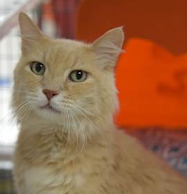 Photo of Sunny [Permanent Foster]