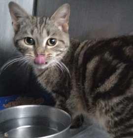 Photo of Tilly Tumbleweed